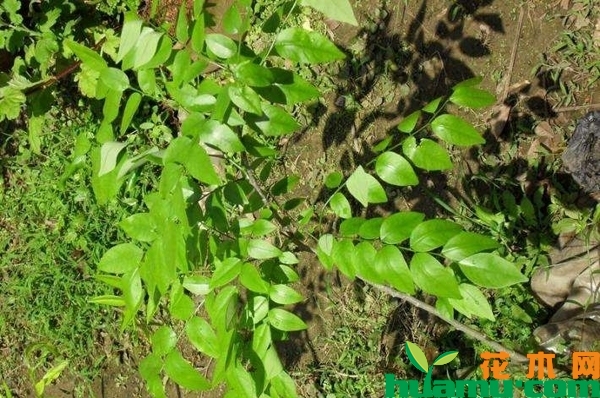 黄花梨树苗