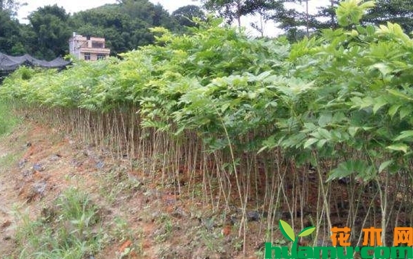 黄花梨树苗