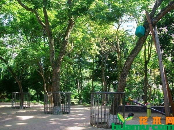 黄花梨树