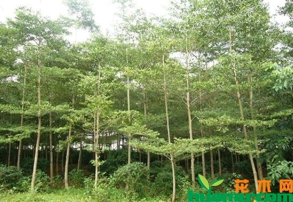 黄花梨树