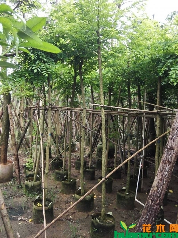 黄花梨树