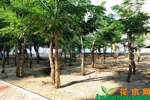 黄花梨树