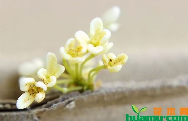 桂花秋季养护技术要点