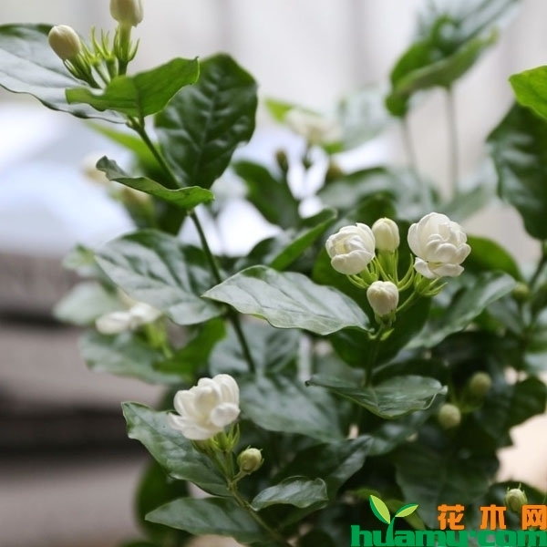 茉莉花什么时候开花？茉莉花的花期是什么时间？