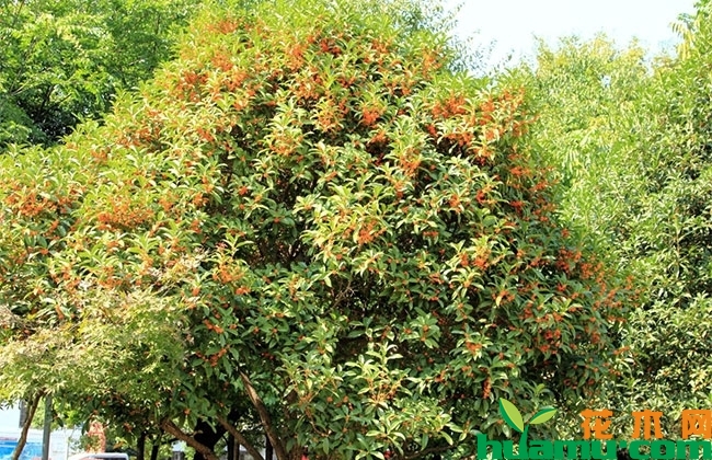 桂花秋季养护技术要点 桂花秋季养护技术要点