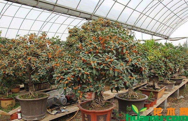 桂花秋季养护技术要点 桂花秋季养护技术要点