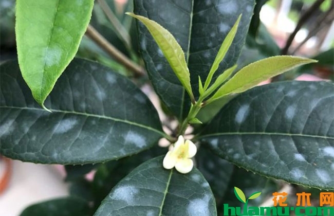 桂花9月养护方法，桂花花前养护技巧