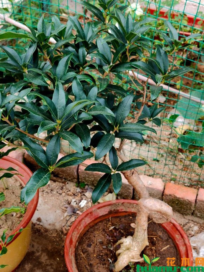 桂花开花前哪些事不能做?桂花花前错误养护方法