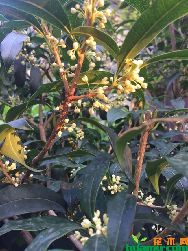 桂花9月养护方法,桂花花前养护技巧 桂花9月养护方法,桂花花前养护技巧