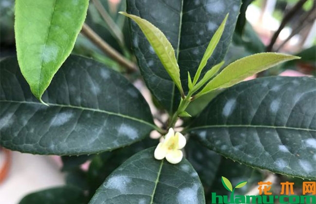 桂花开花前哪些事不能做?桂花花前错误养护方法 桂花开花前哪些事不能做?桂花花前错误养护方法