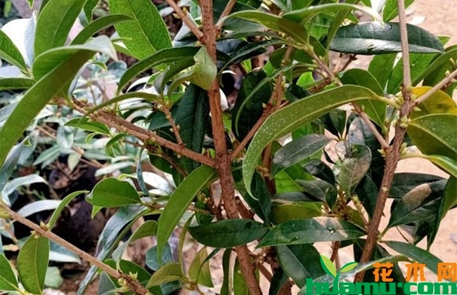 桂花9月养护方法,桂花花前养护技巧 桂花9月养护方法,桂花花前养护技巧