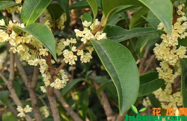 桂花开花前哪些事不能做?桂花花前错误养护方法 桂花开花前哪些事不能做?桂花花前错误养护方法