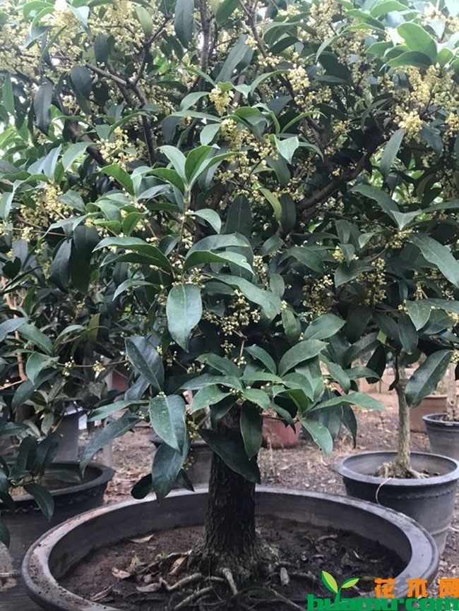 桂花9月养护方法,桂花花前养护技巧 桂花9月养护方法,桂花花前养护技巧