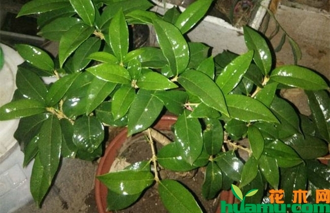 桂花开花前哪些事不能做?桂花花前错误养护方法 桂花开花前哪些事不能做?桂花花前错误养护方法