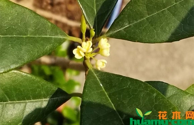 桂花9月养护方法,桂花花前养护技巧 桂花9月养护方法,桂花花前养护技巧