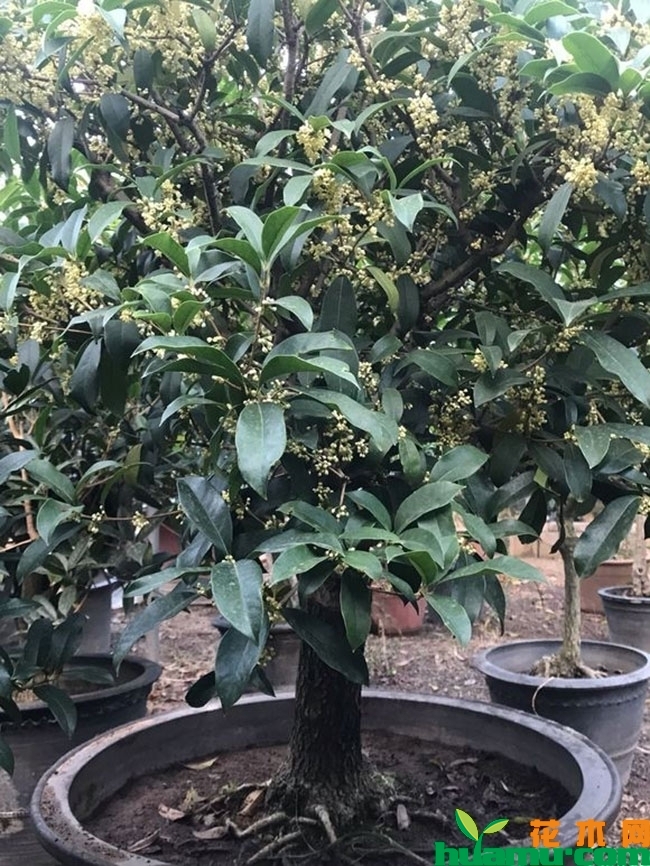 桂花开花前哪些事不能做?桂花花前错误养护方法 桂花开花前哪些事不能做?桂花花前错误养护方法