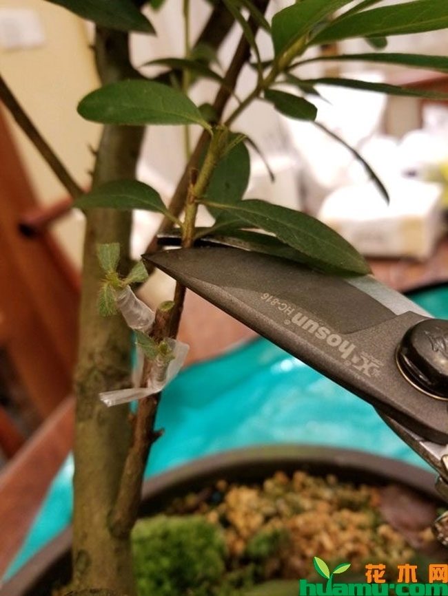 杜鹃花嫁接方法，杜鹃花千元盆景怎么养成？