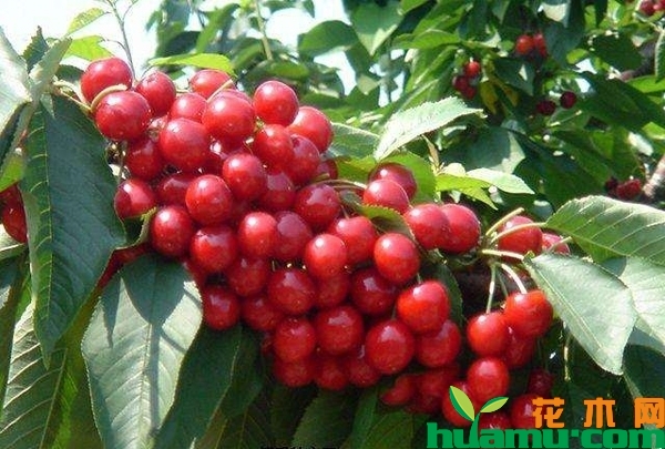 山东樱桃树苗品种有哪些？山东樱桃苗哪个品种好？