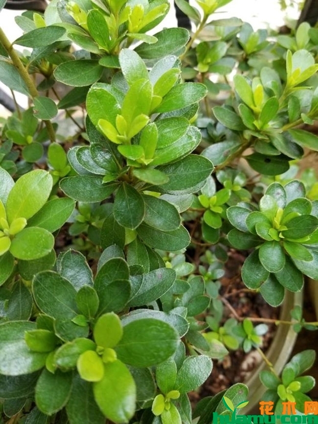 杜鹃花嫁接方法,杜鹃花千元盆景怎么养成? 杜鹃花嫁接方法,杜鹃花千元盆景怎么养成?