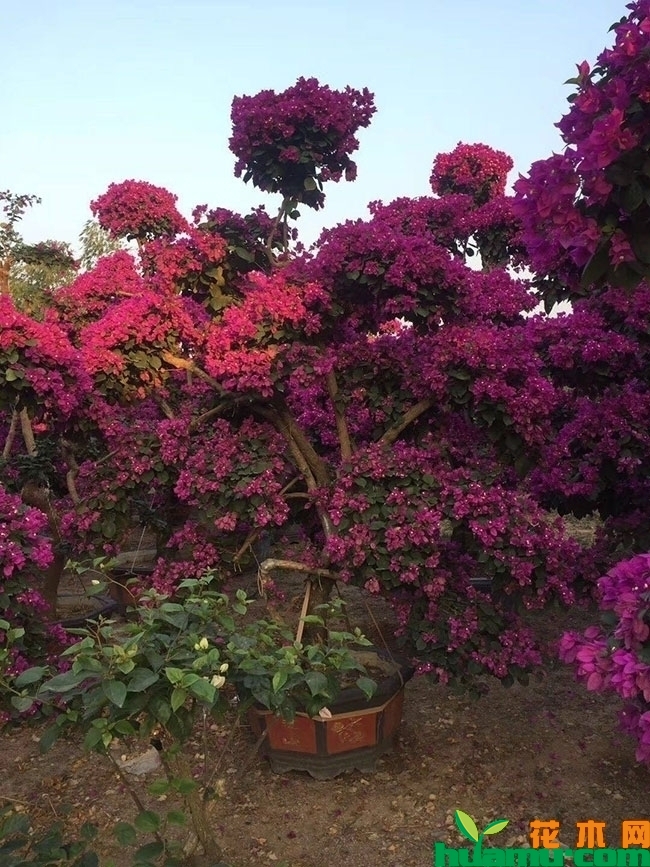 三角梅不开花怎么办?