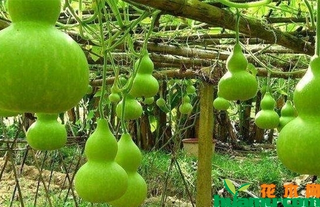 葫芦怎么种植？葫芦的种植方法