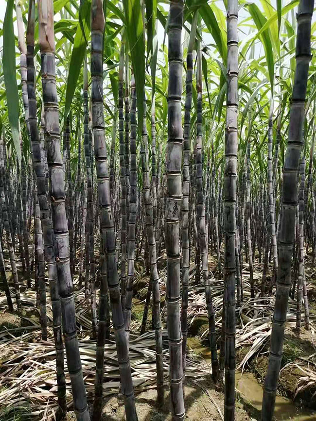 甘蔗