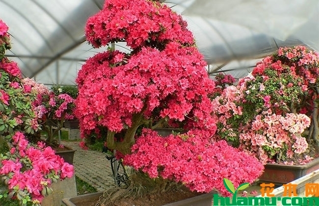 杜鹃花嫁接方法,杜鹃花千元盆景怎么养成? 杜鹃花嫁接方法,杜鹃花千元盆景怎么养成?