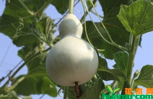 葫芦的种植方法
