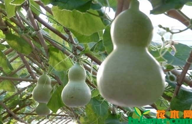 葫芦的种植方法