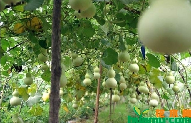 葫芦怎么种植
