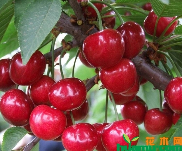 樱桃树