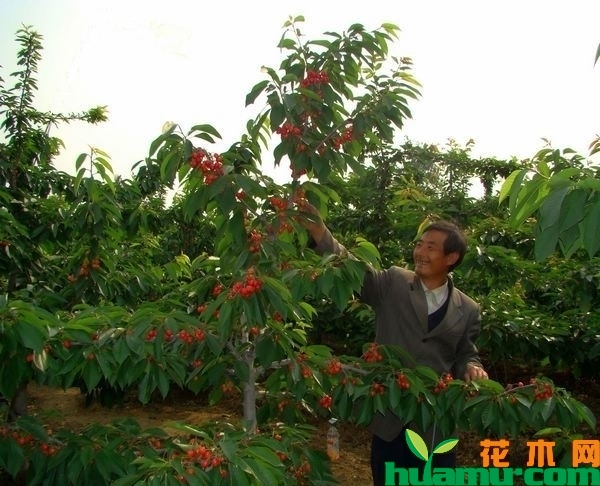 樱桃树修剪
