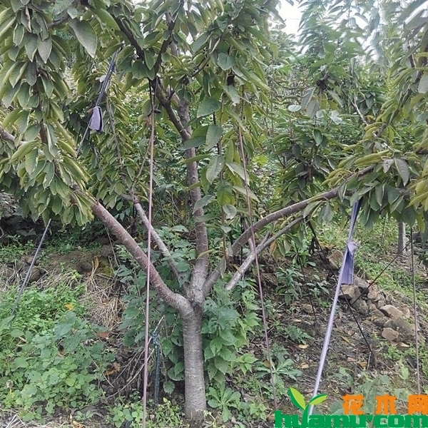樱桃树修剪