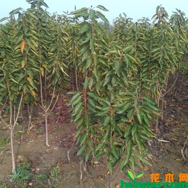 樱桃树