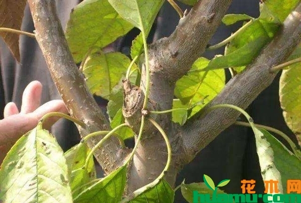 樱桃树