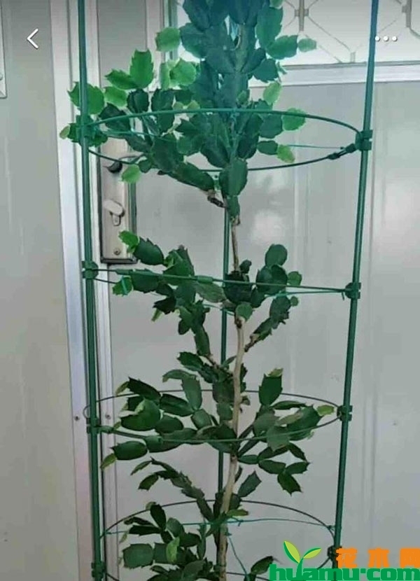 蟹爪兰 蟹爪兰