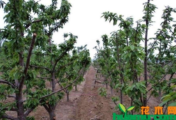 樱桃树