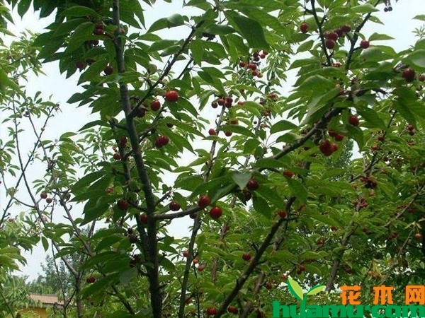 樱桃树