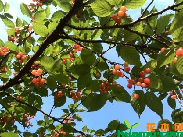 樱桃树
