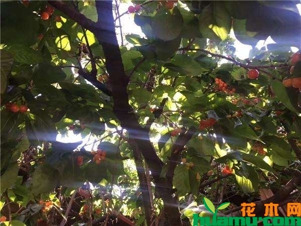 樱桃树几年结果？院内种樱桃树吉利吗？