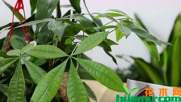发财树烂根