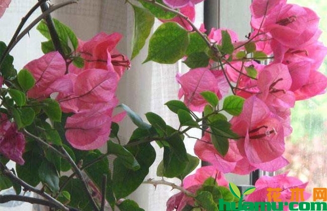 三角梅花苞脱落怎么办?