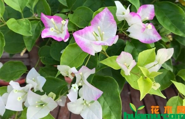三角梅花苞脱落怎么办? 三角梅花苞脱落怎么办?