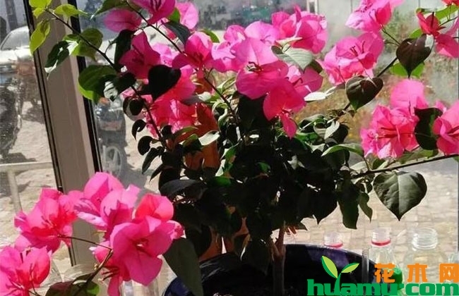 三角梅花苞脱落怎么办? 三角梅花苞脱落怎么办?