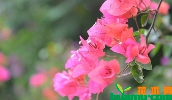 三角梅的花语和寓意