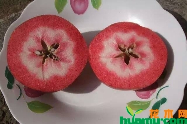 红肉苹果