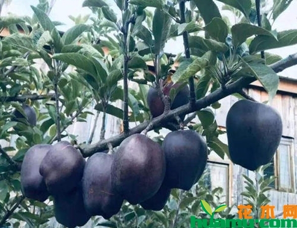 黑苹果种植几年挂果？黑苹果是什么时候种植比较好