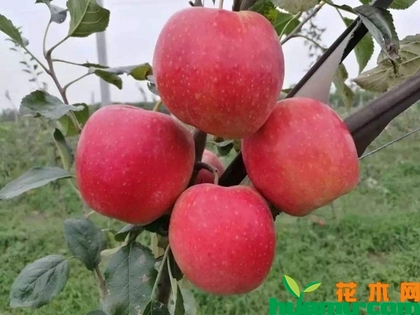 红肉苹果