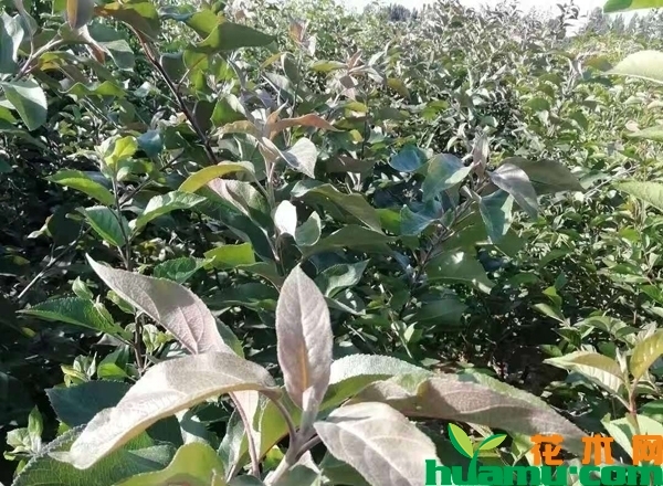 黑苹果