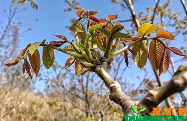 果树嫁接时间介绍